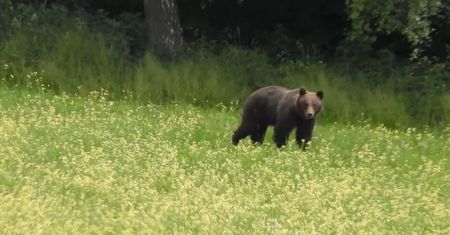 Baligrodzkie niedźwiedzie na spacerze. Niezwykłe nagranie