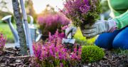 Wrzosy w ogrodzie i na balkonie. Sprawdź, jak je sadzić, uprawiać i o czym pamiętać