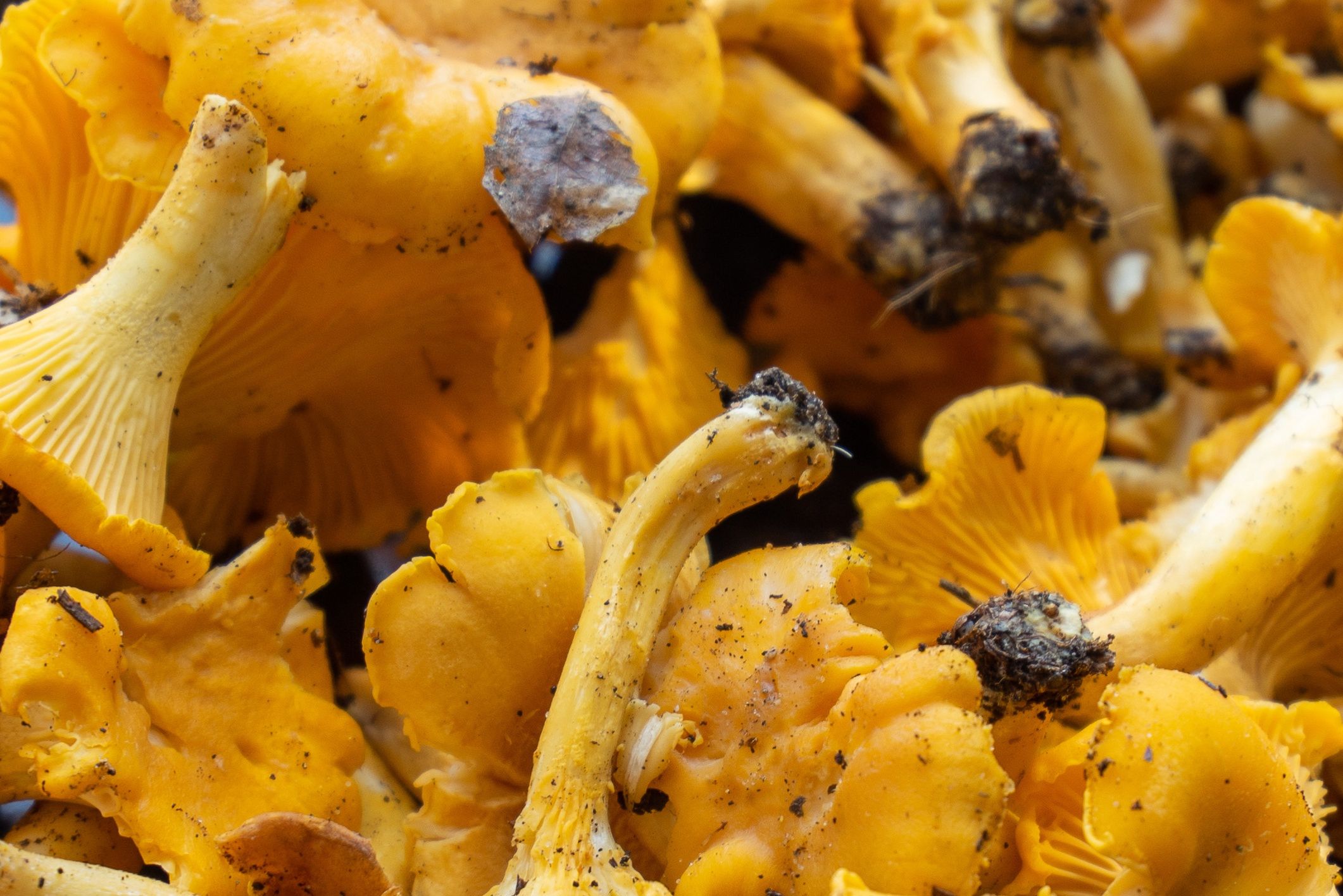 kurki, grzyby, grzyby kurki, chanterelle, mushrooms, makaron, kurak, przepyszny, smażone, lunch, jarzyna, donica, zdrowa, sos, taj, ryz, smaczny, knajpa, gotowane, swiezy, delikatesowy