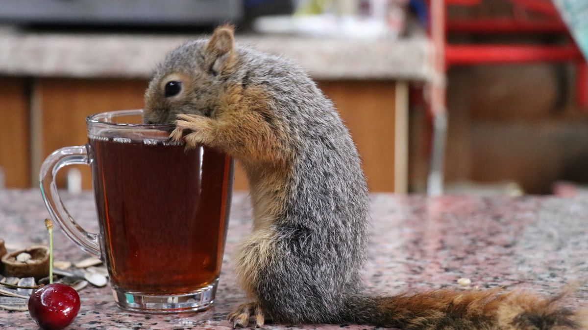 ADANA, TURKIYE - JUNE 21: The squirrel named " Boncuk" drinks from a cup of tea at a tea house in Adana, Turkiye on June 21, 2022. Celal Civgin who runs a tea house, found a desperate squirrel under a tree and helped in Adana He feeds and looks after the squirrel named "Boncuk" now never leaves him alone. (Photo by Onur Can Bulat/Anadolu Agency via Getty Images)