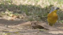 Nietoperz kontra agresywny ptak. Zaskakujące nagranie pojedynku z Afryki