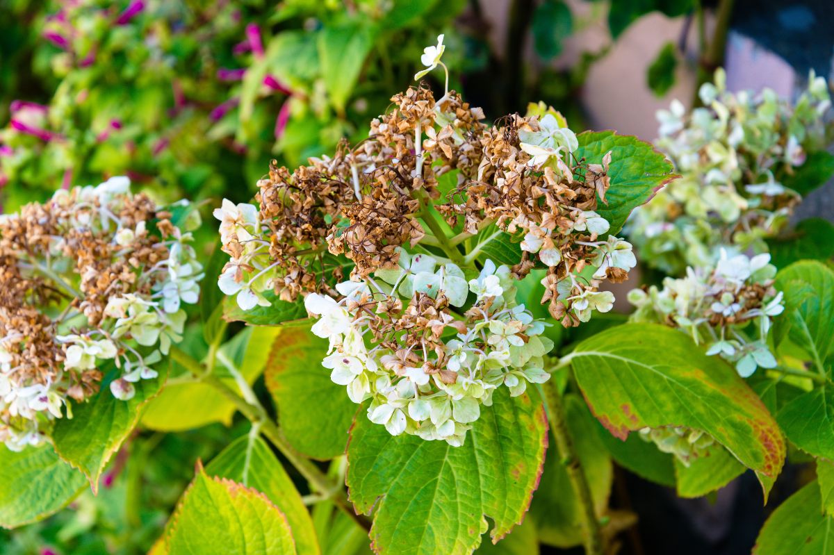 What shall I do with the hydrangeas that are turning brown?