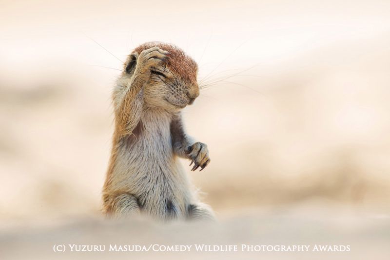 Fotografia przyrodnicza na bardzo wesoło, czyli konkurs 2015 Comedy Wildlife Photography Awards 5