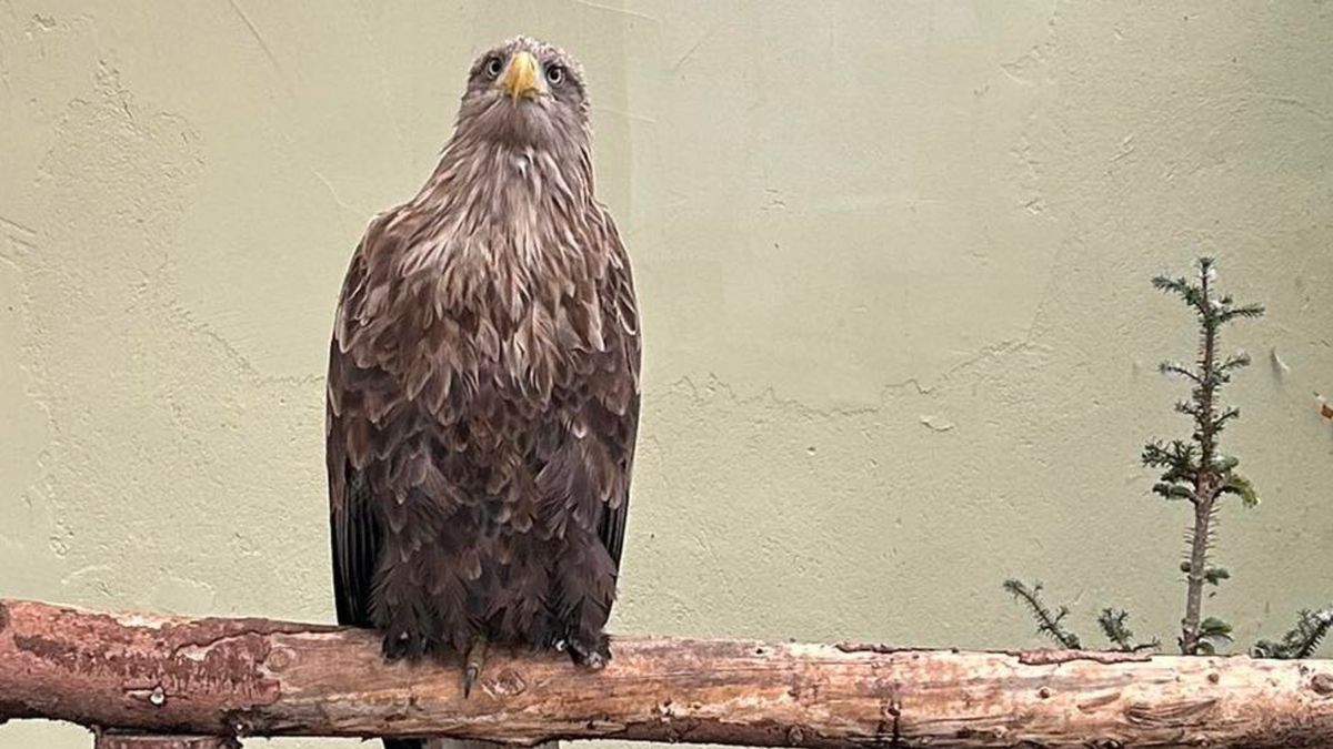 Kolejny bielik w tarapatach