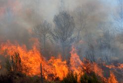 Duży pożar lasu w Polsce. Ogień na granicy dwóch województw