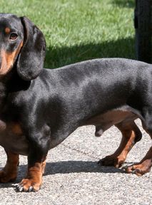 Uncertain fate of dachshunds. Is German government considering breeding ban?