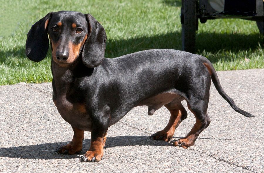 Uncertain fate of dachshunds. Is German government considering breeding ban?