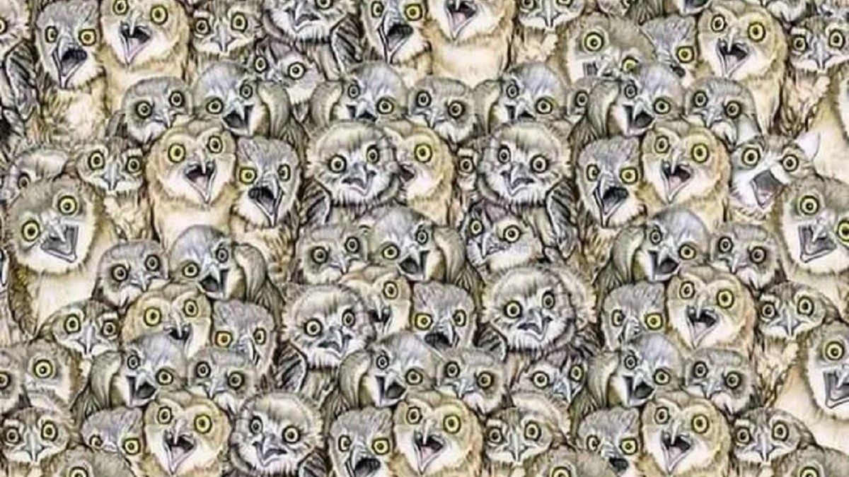 Znajdź kota i sprawdź, jak spostrzegawczy jesteś.