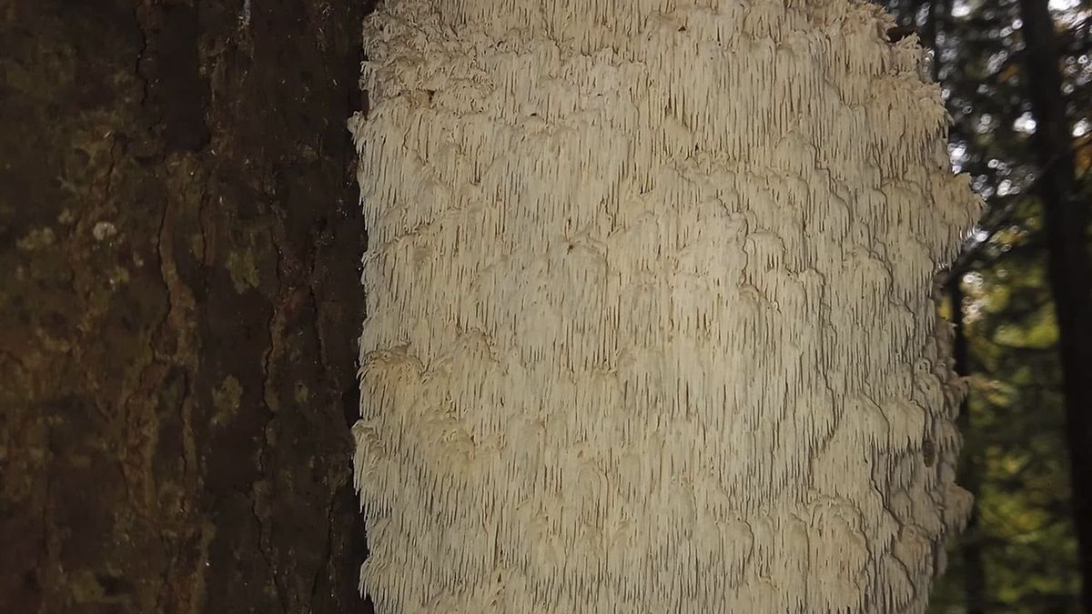 Leśnicy znaleźli na drzewie nietypową białą "narośl"