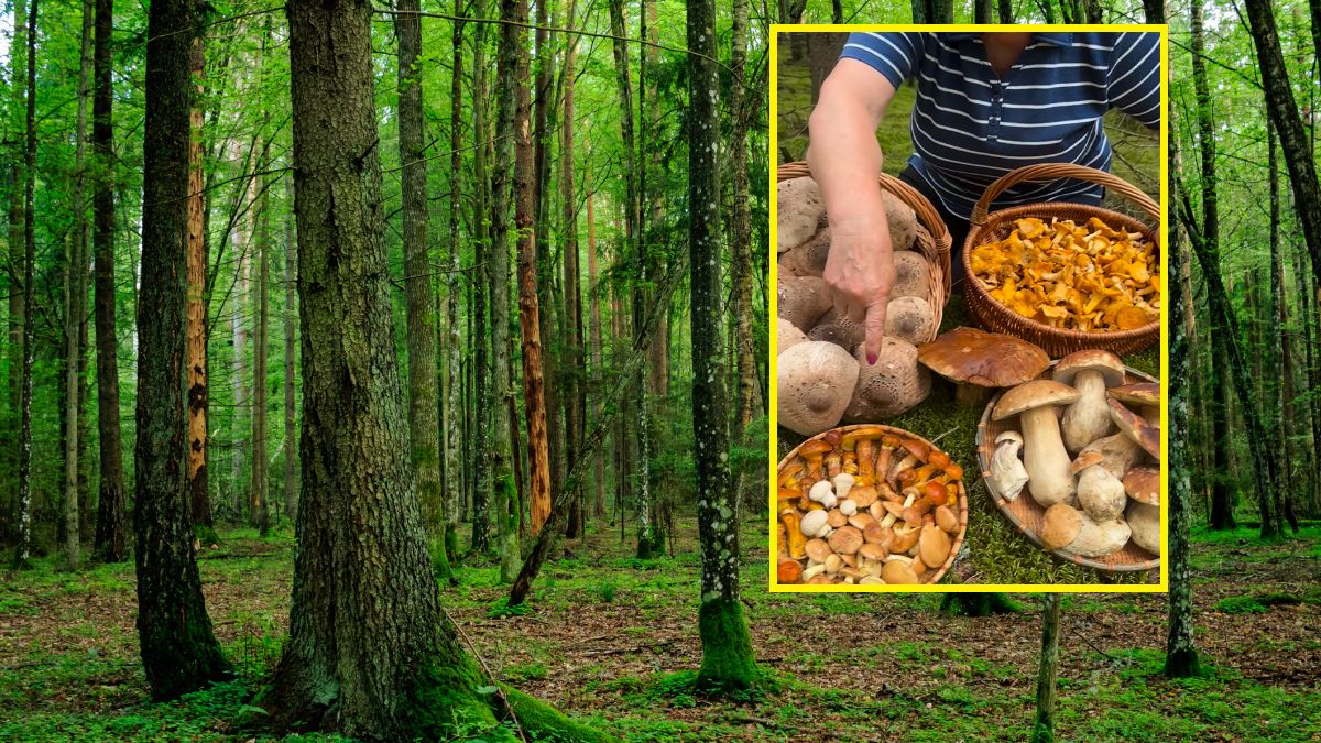 Pani Anna pochwaliła się zbiorami