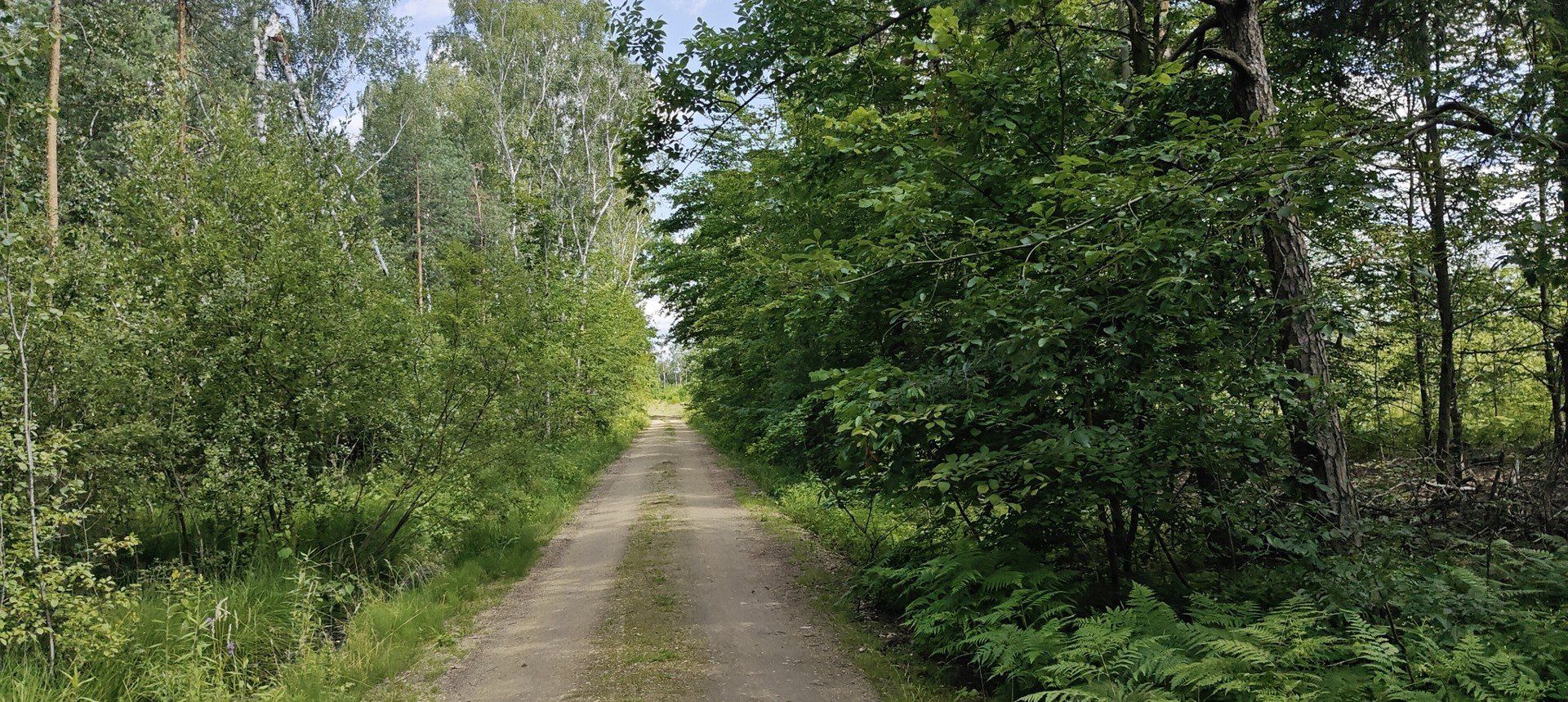 Las Zagórski w Sosnowcu