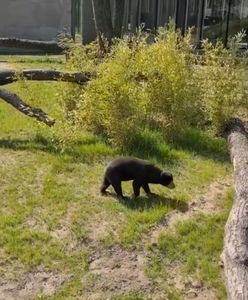 Groźny wypadek w Łodzi. Kobieta wpadła do wybiegu dla niedźwiedzi