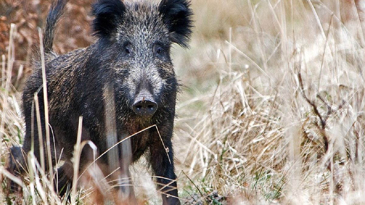 Martwy dzik? Nadleśnictwo apeluje, co zrobić. 