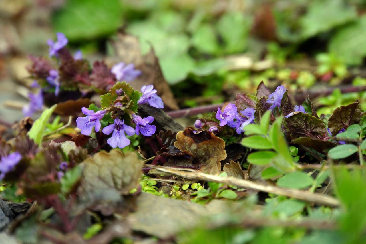 Najstarsze polskie ziele: bluszczyk kurdybanek