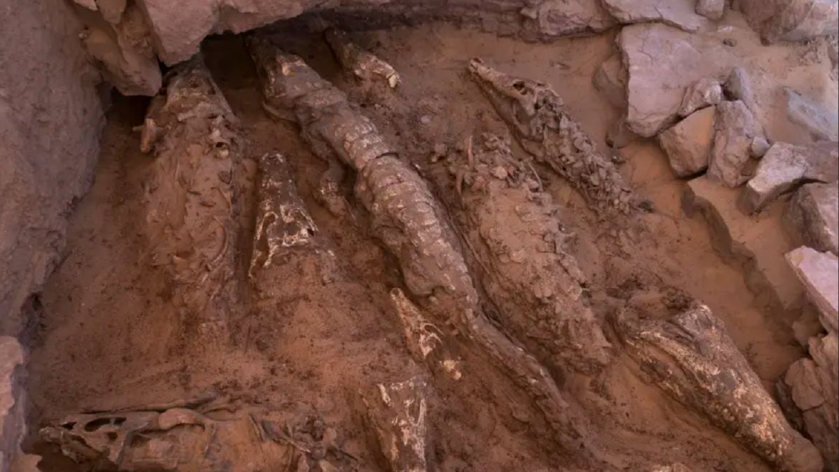 Mumie są w doskonałym stanie.