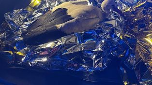 Policjanci uratowali bociana. Chodził po drodze