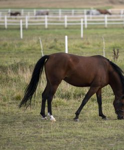Tragiczny wypadek w stadninie. Nie żyje 10-latka nadepnięta przez konia