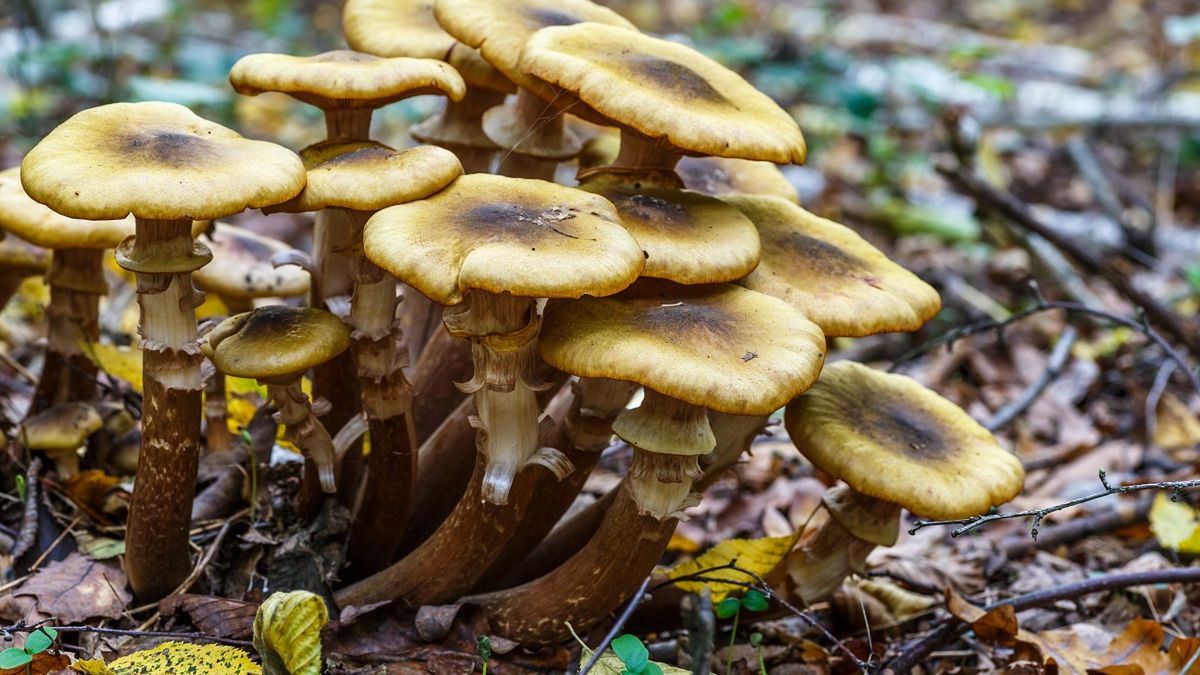 Chcesz zobaczyć świecące grzyby? Wybierz się do lasu o tej porze