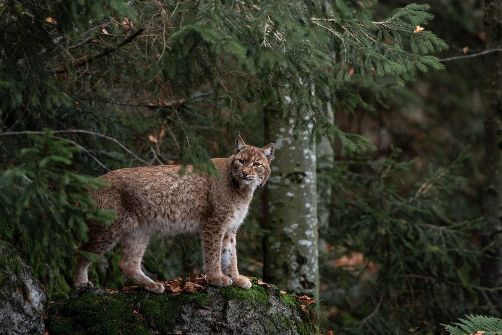 animal, nature, cat, wildlife, wild, mammal, lynx, tree, forest, bayerischer wald, national park, predator, feline, zoo, young, fur, cheetah, germany, rock, stone, green, wood, jungle, national, outdoor, travel, natural, landscape, park