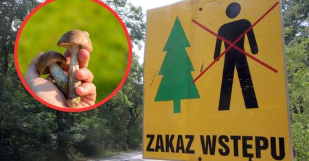 Grzyby 2023. Zakaz wstępu do lasu. Za złamanie wysoka grzywna