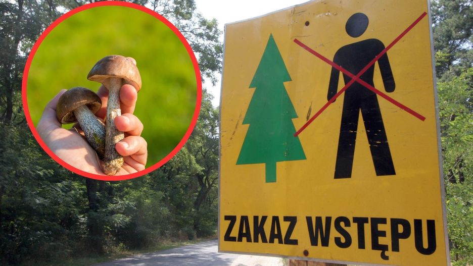 Zakaz wstępu do lasu. Tu nie wolno zbierać grzybów