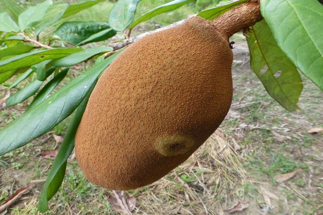 Wyjątkowe połączenie smakowe tego owocu sprawia, że doskonale smakuje w koktajlach i deserach, a nawet w postaci sorbetu