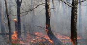 Pożary w Arktyce wyemitowały w tym roku już o 35 proc. więcej CO2 niż w całym 2019