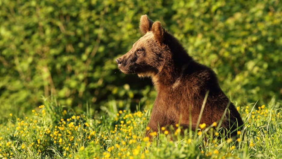 Niedźwiedź brunatny w Bieszczadach