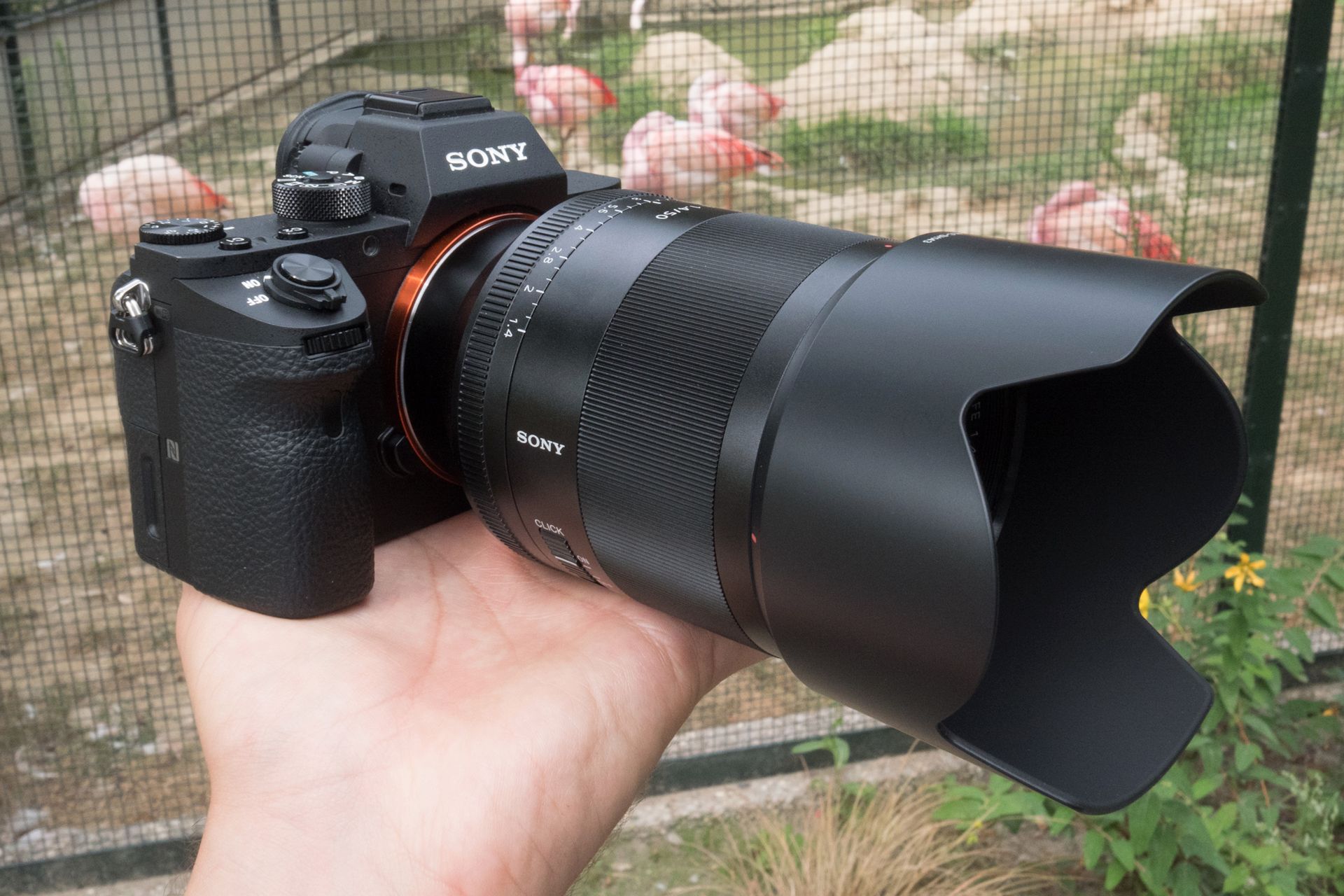 Zeiss Planar T* FE 50 mm f/1.4 ZA - nasze przykładowe zdjęcia 2