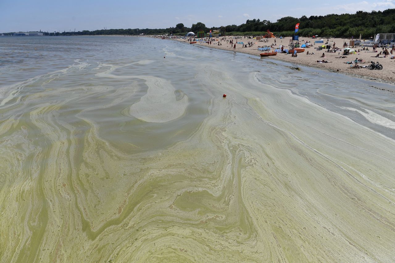 Bałtyk. Sinice na kolejnych plażach w Zatoce Gdańskiej