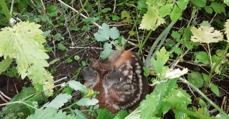 Leśniczy od razu przerwał pracę. Zdjęcia z Białego Boru