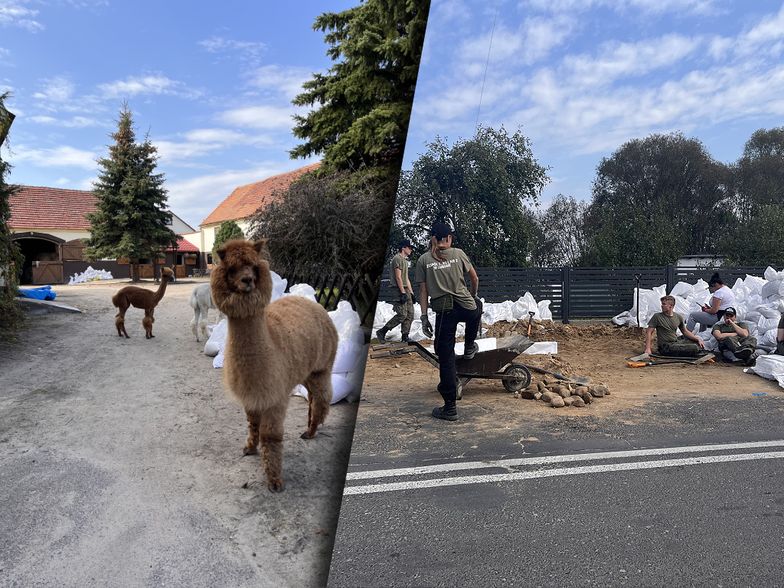 Trzymają alpaki i kucyki. Pomogli im licealiści