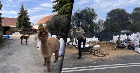 Trzymają alpaki i kucyki. Pomogli im licealiści