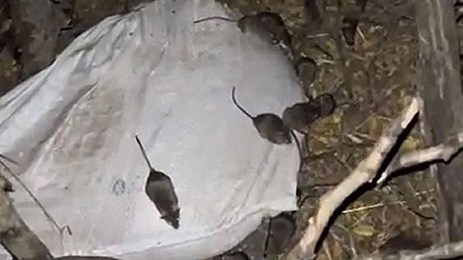 Plaga szczurów groźna dla żołnierzy
