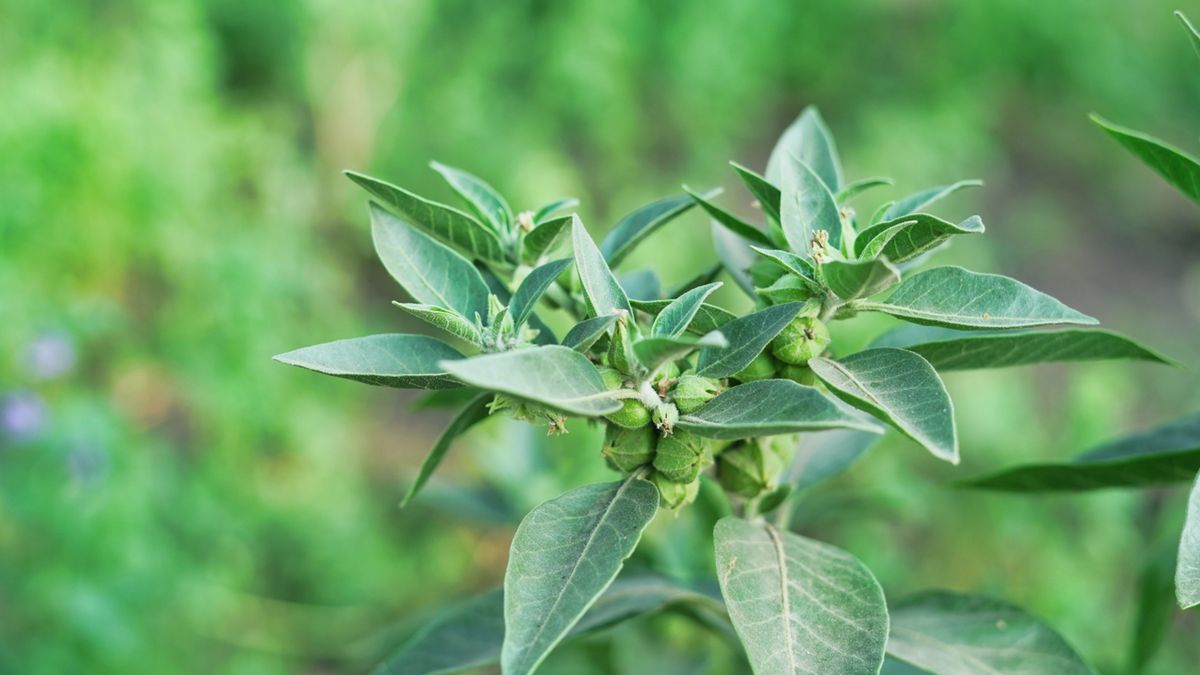 Ashwagandha bogata jest w wiele substancji biologicznie czynnych