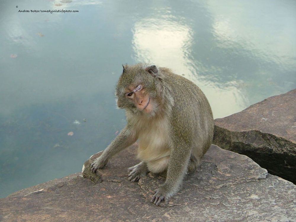 Najzabawniejsze zwierzaki konkursu Comedy Wildlife Photography Awards 2016 38