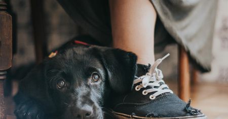 Oto najbardziej urocze zdjęcia psów w konkursie The Kennel Club Dog Photographer of the Year