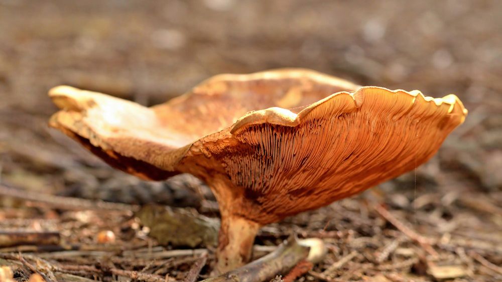 Część osób nadala wierzy, że to grzyb jadalny. Może doprowadzić do groźnego zatrucia