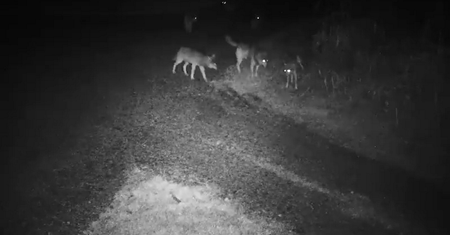 Nagrała je fotopułapka. Leśnicy pokazali nagranie ze Śląska