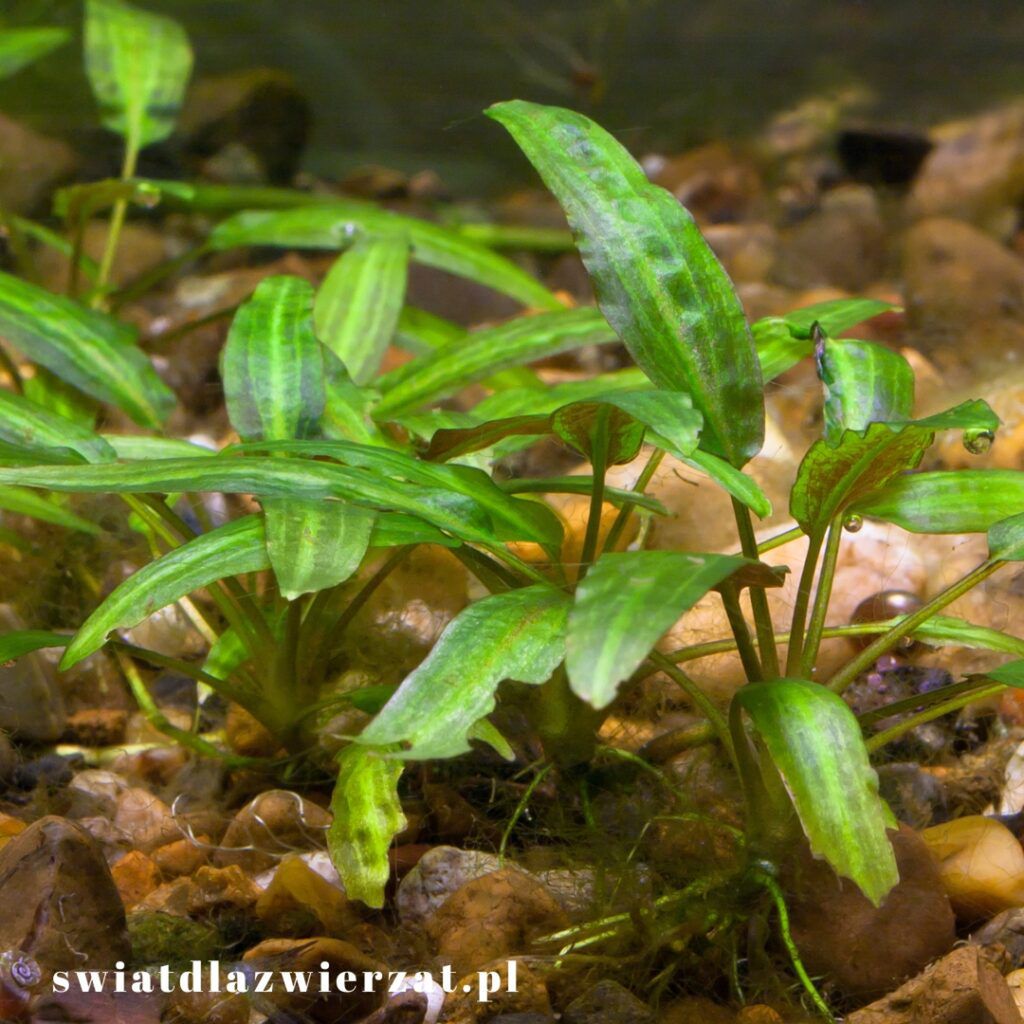 Cryptocoryne (kryptokoryna)