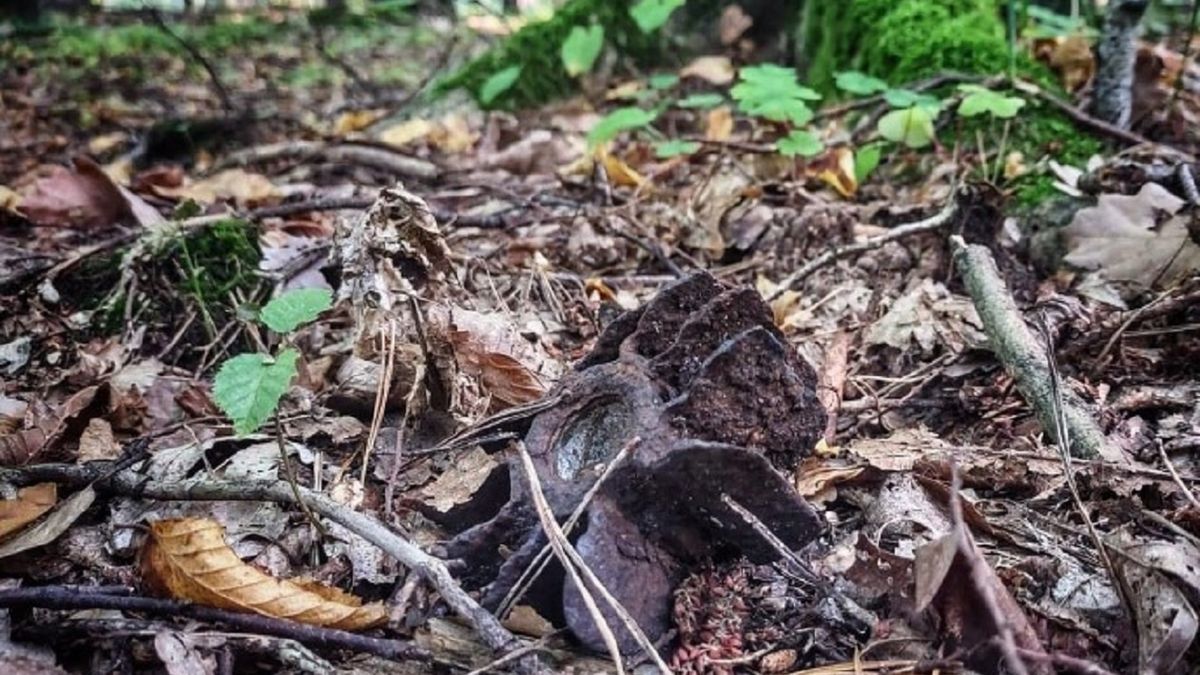 Niebezpieczne znalezisko na terenie Nadleśnictwa Niepołomice. 