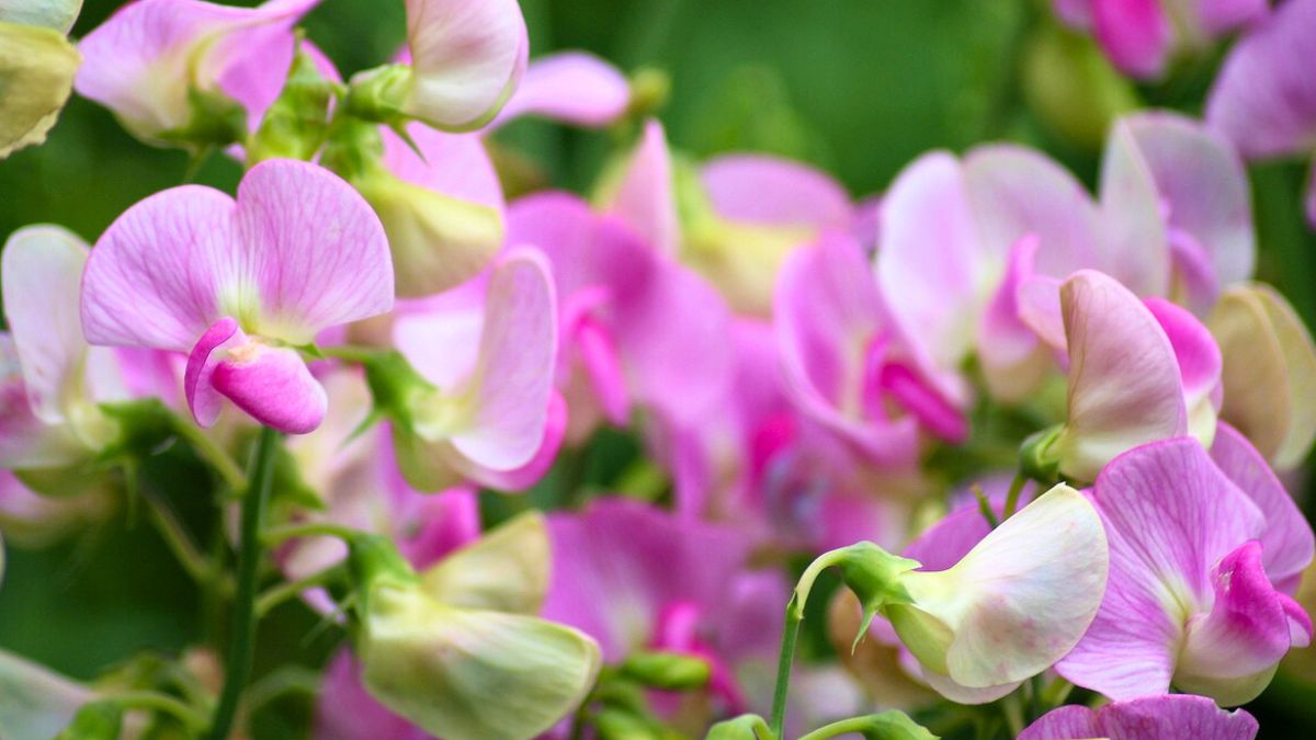 Sadzę od lat groszek pachnący w doniczce 