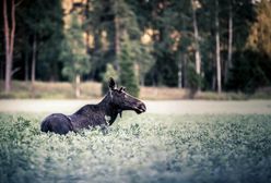 Koronawirus. Spacer w Kampinoskim Parku Narodowym? Pamiętaj o ograniczeniach