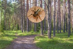 Potworne strzyżaki. Strzeż się przed atakiem owadów gorszych niż kleszcze