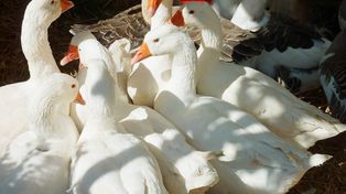 Polska gęś owsiana ma dostać unijną tarczę jakości