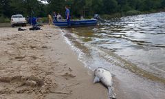 Katastrofalny widok. Tony martwych ryb, roje much nad jeziorem