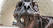 Niektóre dinozaury mogły być równie inteligentne, co współczesne małpy