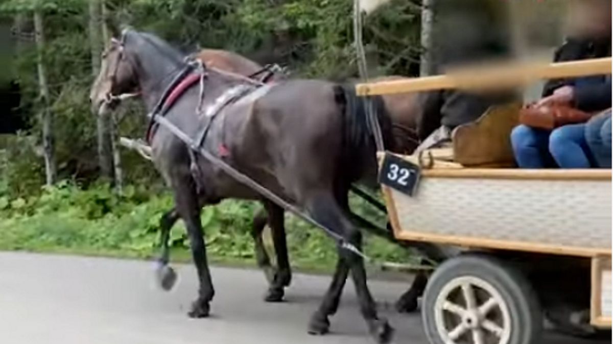 Kulawy koń ciągnął turystów do Morskiego Oka. 