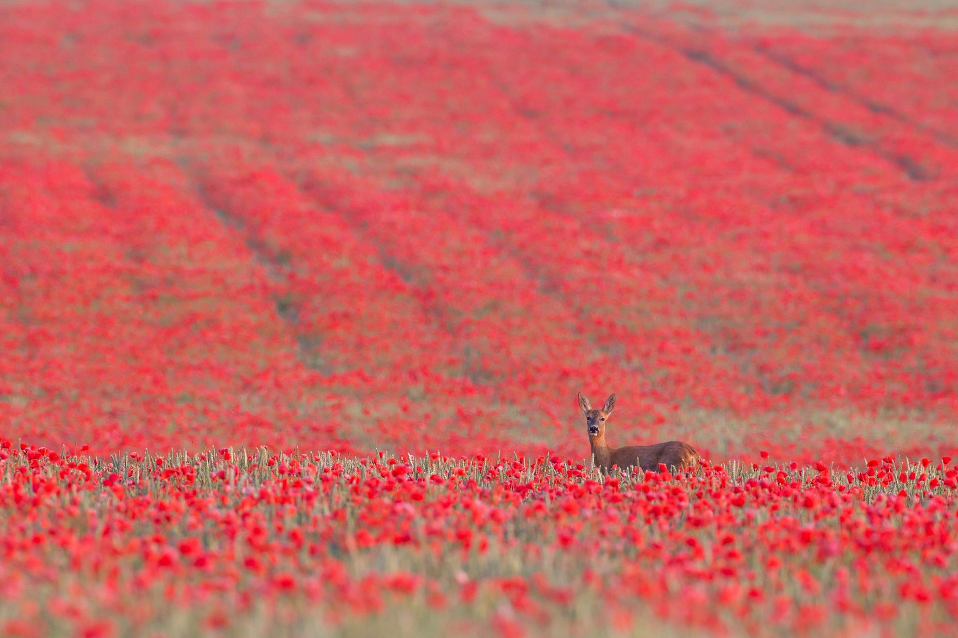 The British Wildlife Photography Awards 2015, czyli fotografia przyrody w najlepszym wydaniu 11