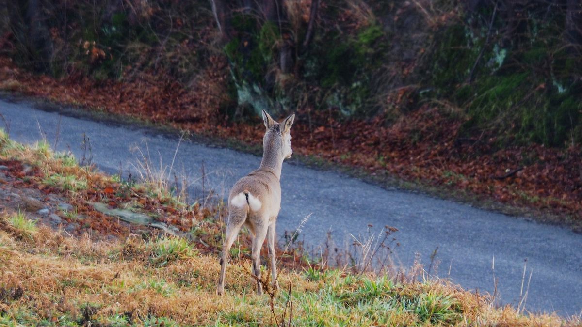 Widzisz takie coś? Musisz bardzo uważać. Eksperci ostrzegają